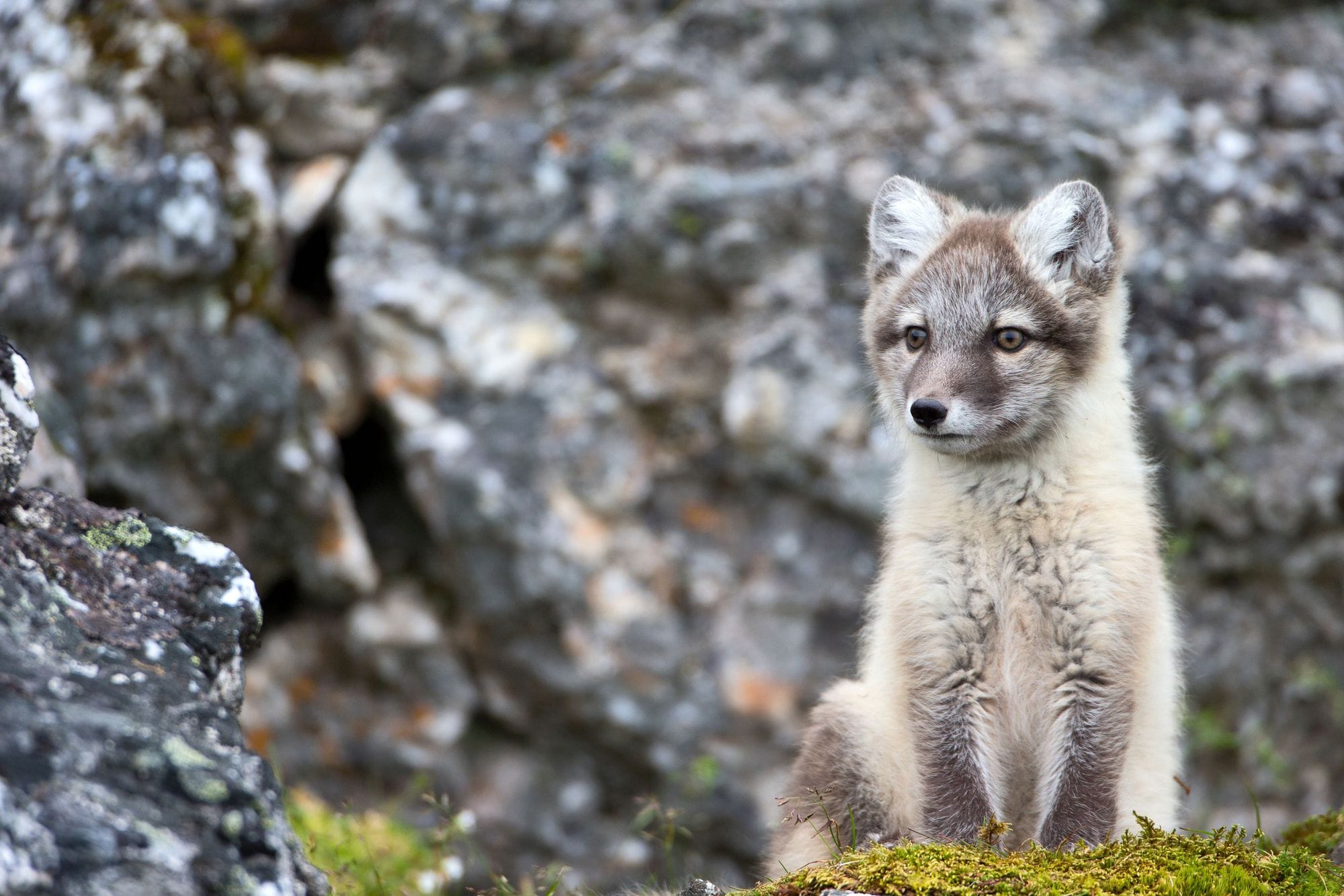 Refur situr á steini